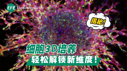 細胞3D培養(yǎng) 輕松解鎖新維度